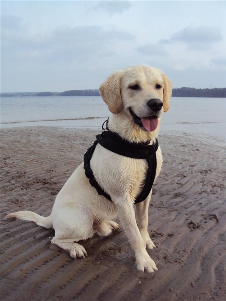 Golden retriever /Labrador Basse * DU ER SAVNET * - Basse ved stranden marts 2010 :) billede 14