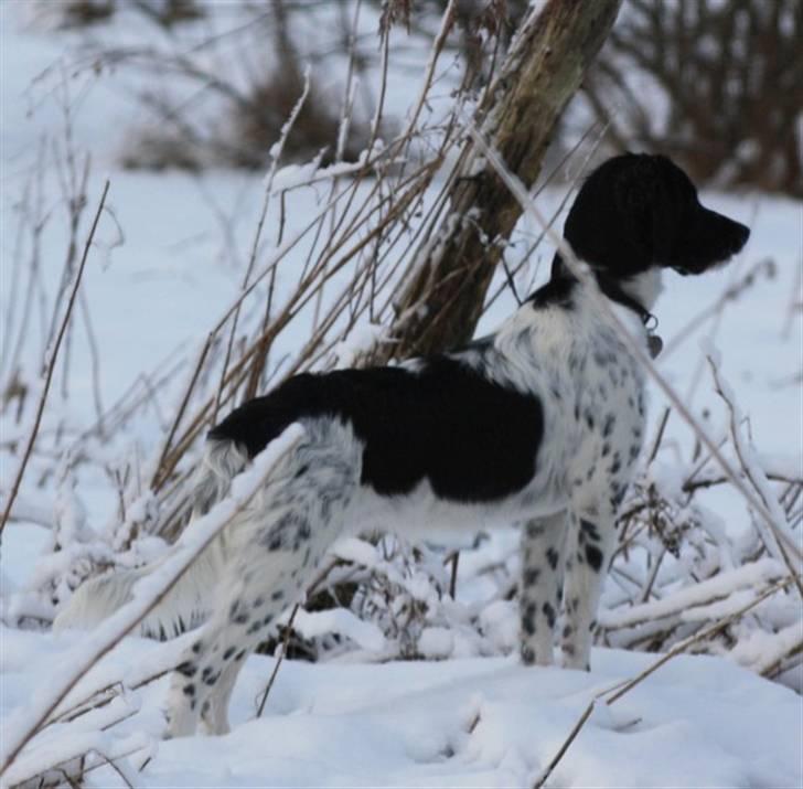 Blanding af racer Cille billede 1