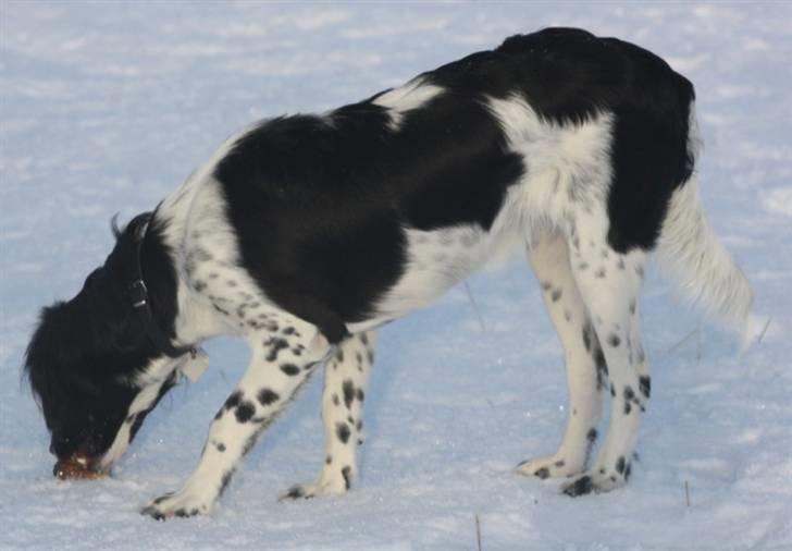 Blanding af racer Cille billede 2