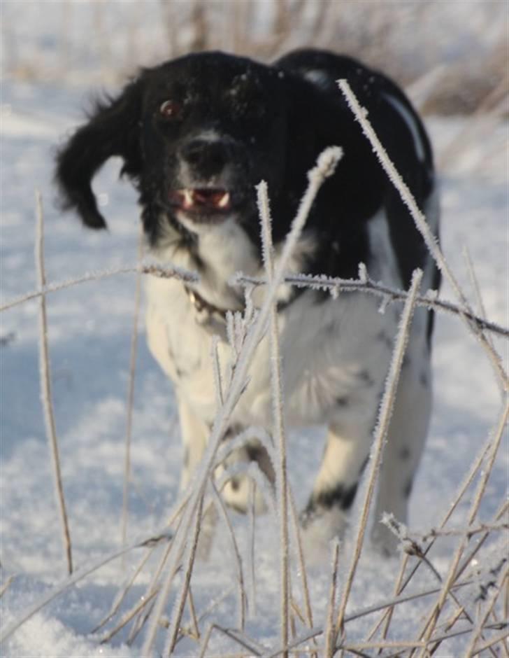 Blanding af racer Cille billede 3