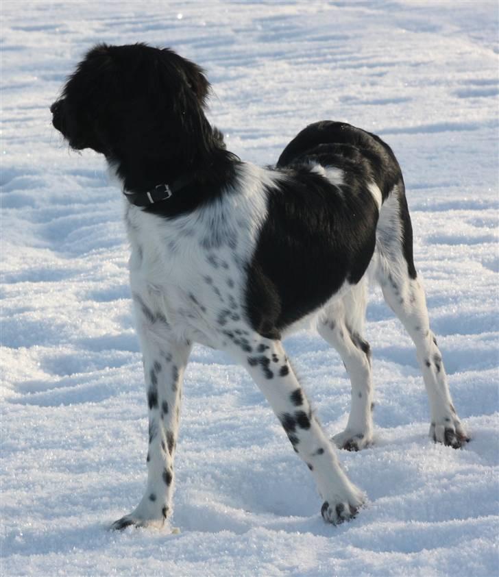 Blanding af racer Cille billede 4