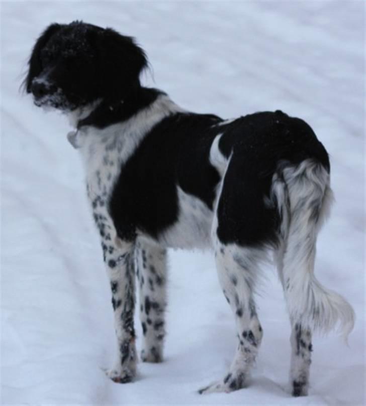 Blanding af racer Cille billede 5