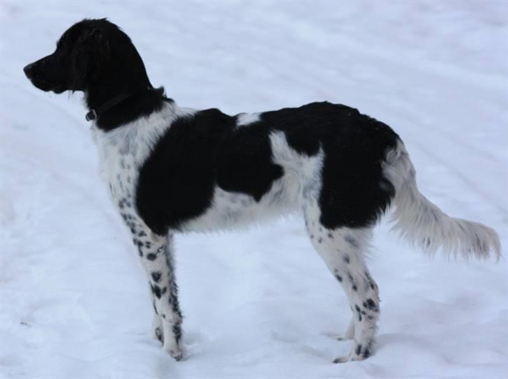 Blanding af racer Cille billede 6