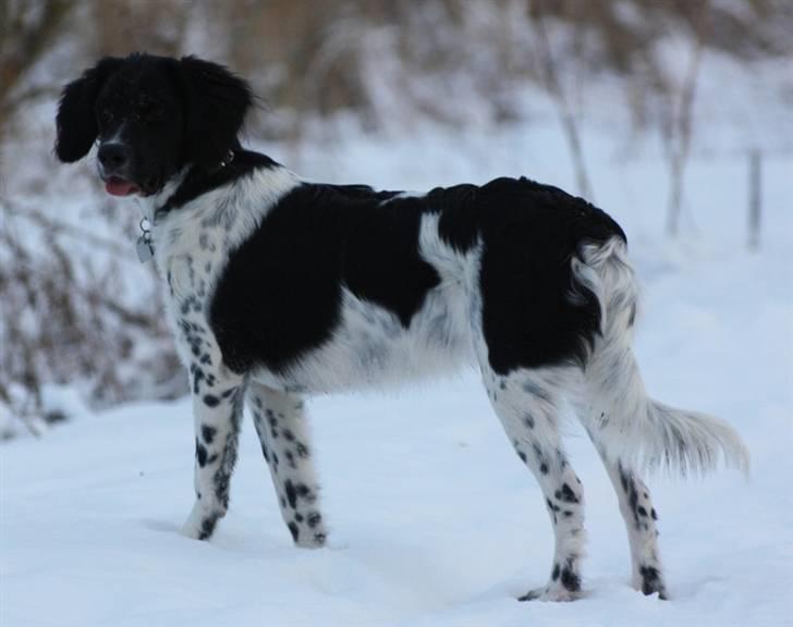 Blanding af racer Cille billede 7