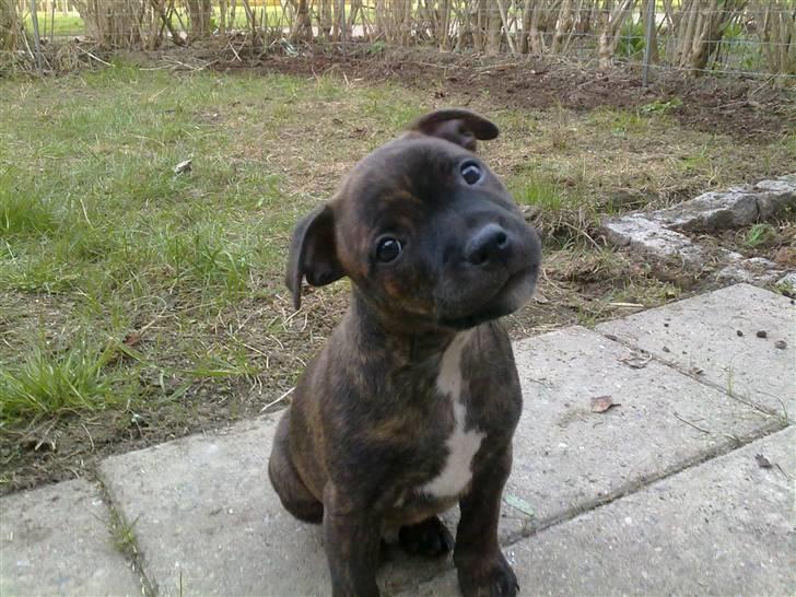 Staffordshire bull terrier Morgan Le Fay Balto/KENZO billede 1