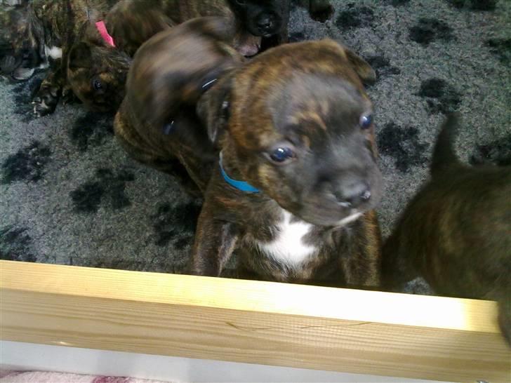 Staffordshire bull terrier Morgan Le Fay Balto/KENZO billede 2