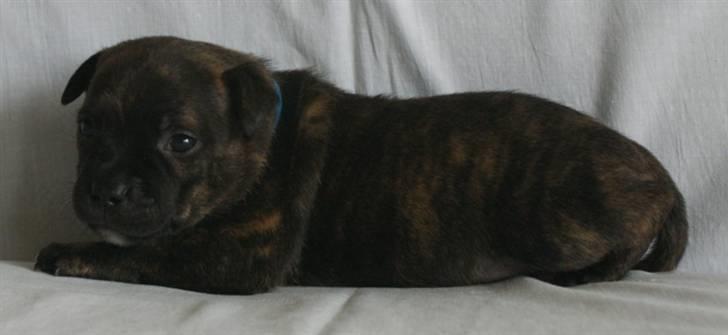 Staffordshire bull terrier Morgan Le Fay Balto/KENZO billede 3