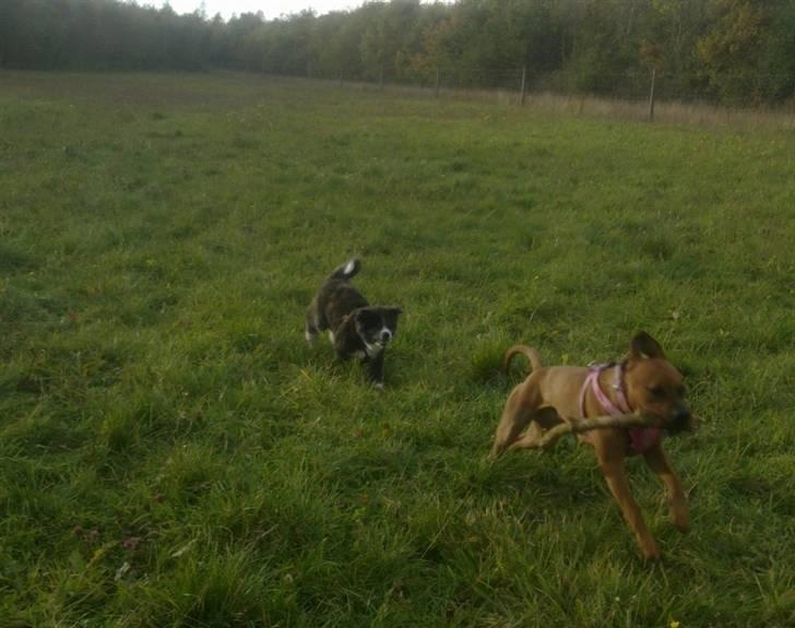 Amerikansk staffordshire terrier Mille billede 4