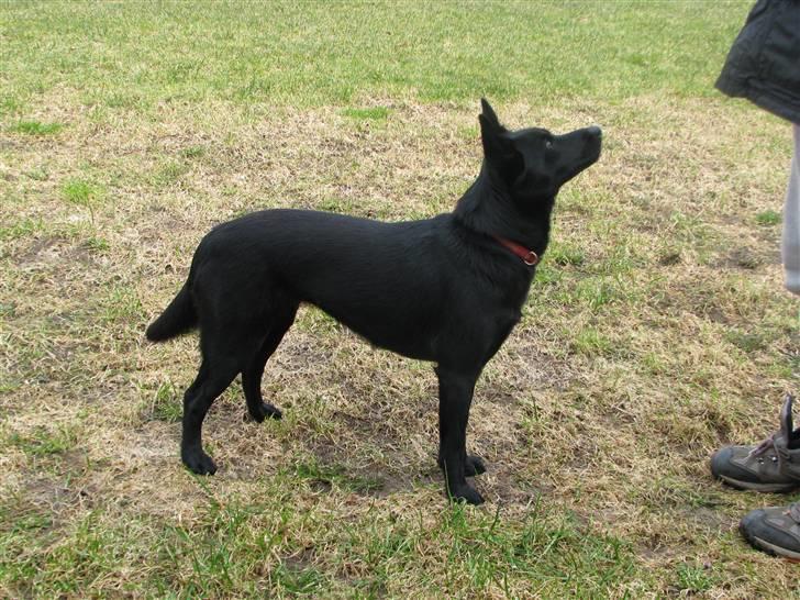 Australsk kelpie Skovfarmen´s Black Farica billede 8