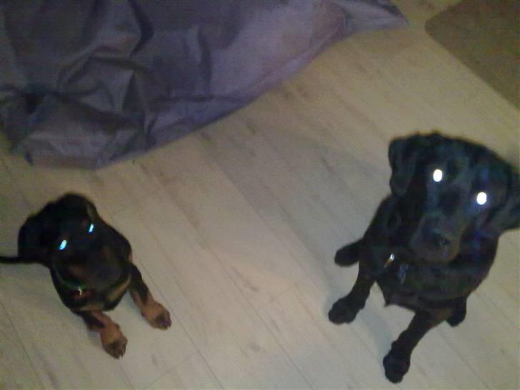 Labrador retriever Kay billede 20