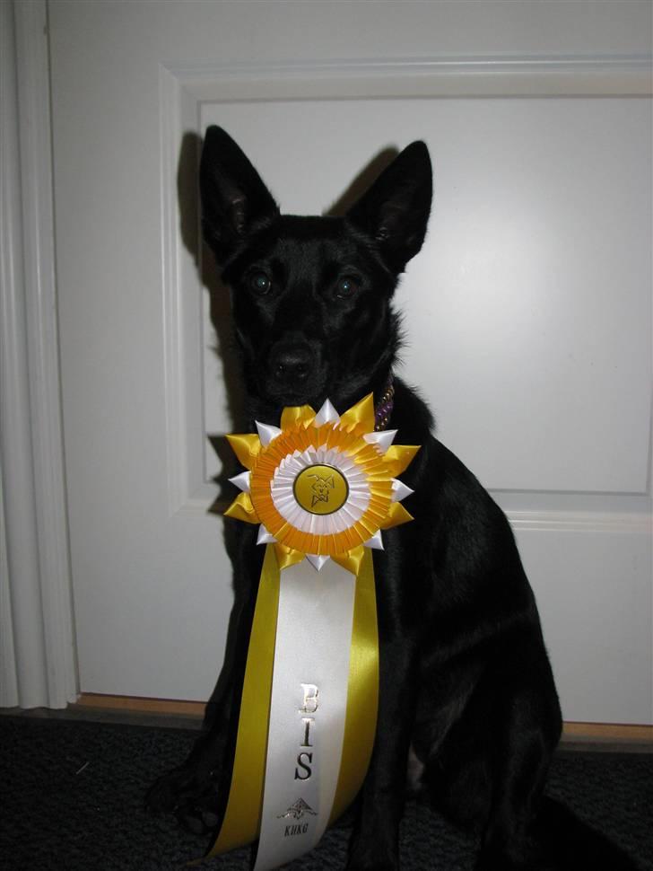 Australsk kelpie Skovfarmen´s Black Farica billede 9