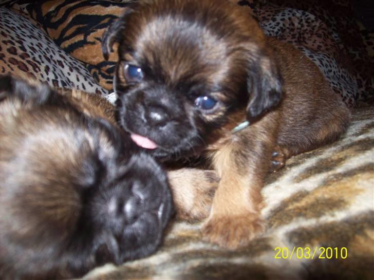 Griffon petit brabancon Hulbebo's Felix - Felix d. 20.03.2010 billede 4