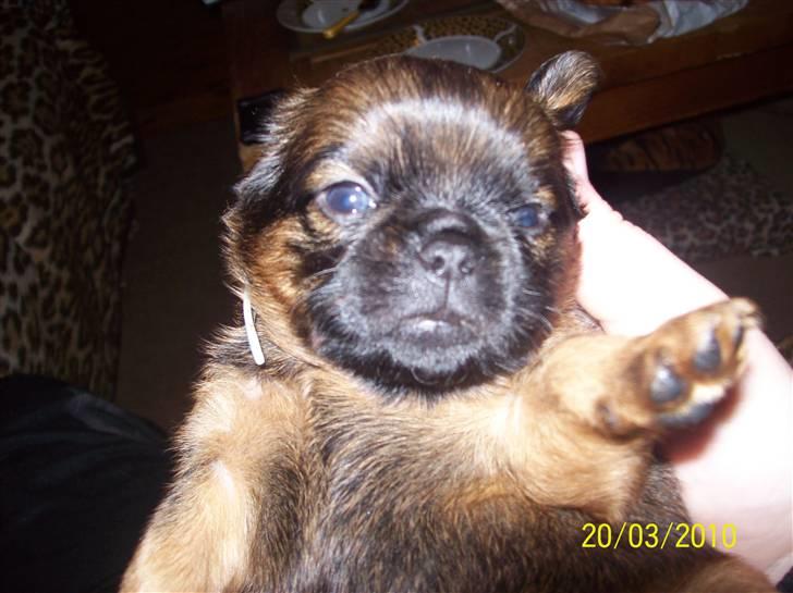 Griffon petit brabancon Hulbebo's Felix - Felix d. 20.03.2010 billede 3