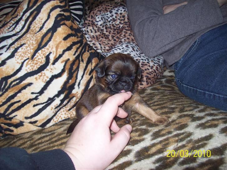 Griffon petit brabancon Hulbebo's Felix - Felix d. 20.03.2010 billede 5