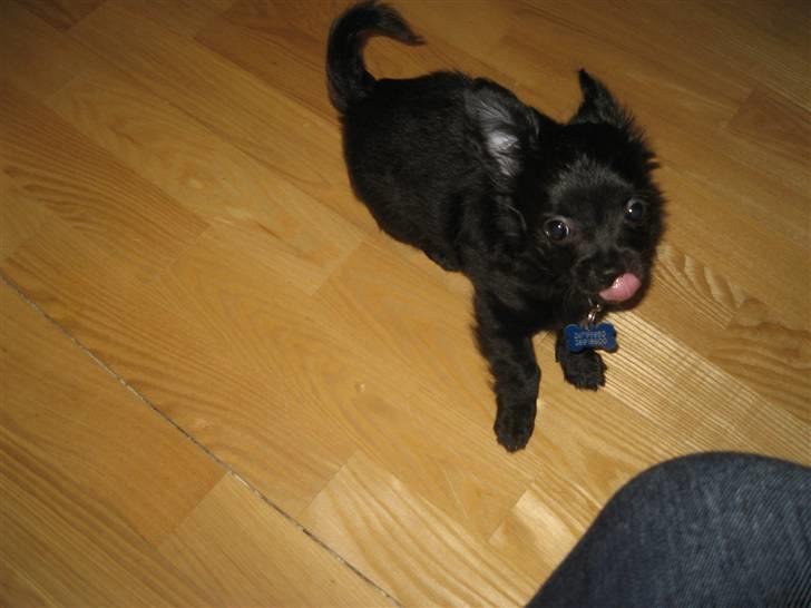 Chihuahua Canto billede 7