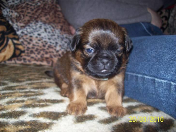 Griffon petit brabancon Hulbebo's Felix - Felix d. 20.03.2010 billede 6