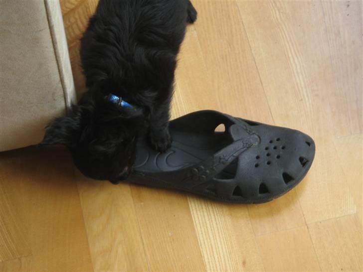 Chihuahua Canto billede 8