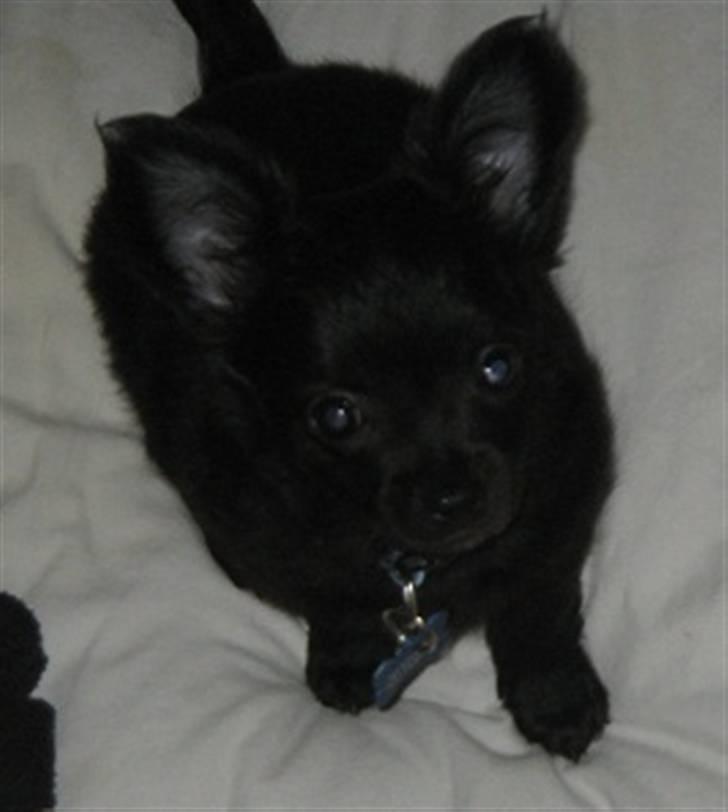 Chihuahua Canto billede 9