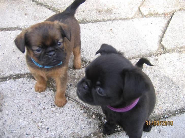 Griffon petit brabancon Hulbebo's Felix - Felix er den lyse og billedet er taget d. 31.03.2010 billede 7