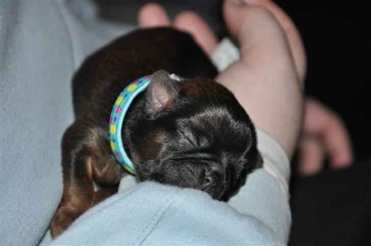 Griffon petit brabancon Hulbebo's Felix - Felix d. 01.03.2010 billede 1