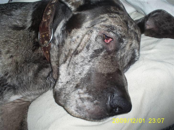 Grand danois Malthe billede 8