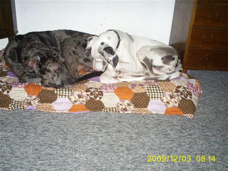 Grand danois Malthe - hvor tit vasker du dine boller? billede 9