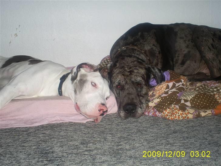 Grand danois Malthe - Bullebøh hundene fra middelfart. ;D billede 10