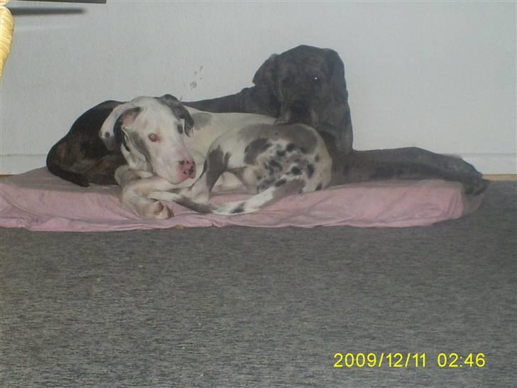 Grand danois Malthe - putte putte billede 11