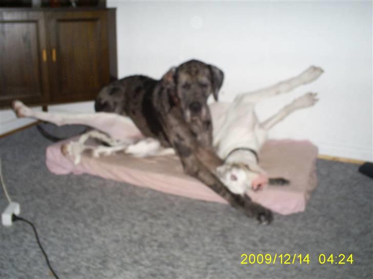 Grand danois Malthe - hvad er det dog for en knold jeg ligger på? billede 12