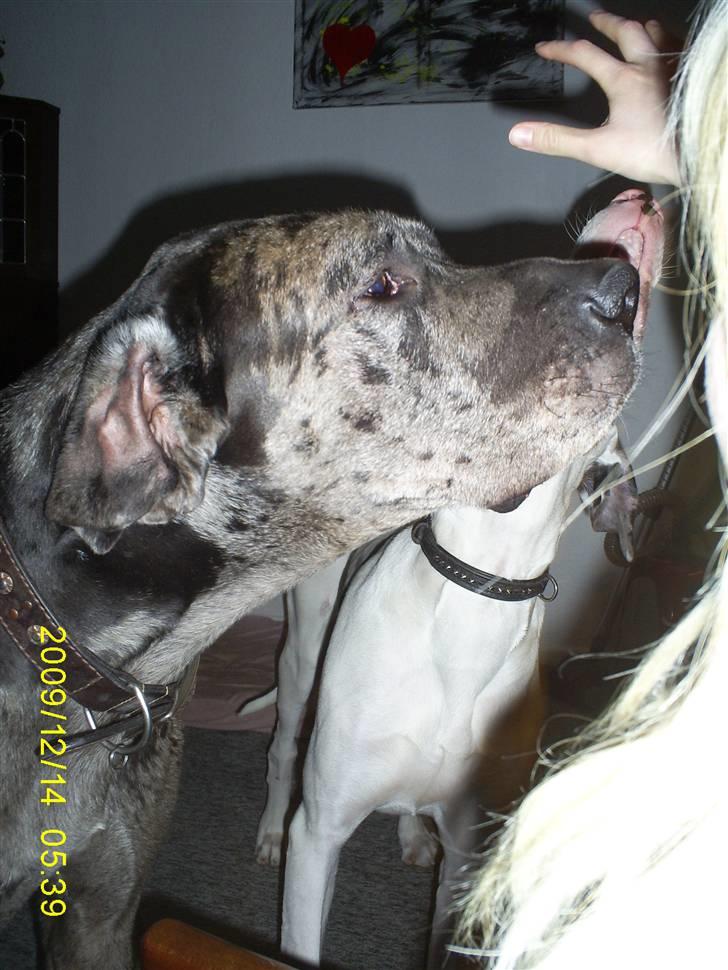 Grand danois Malthe billede 13