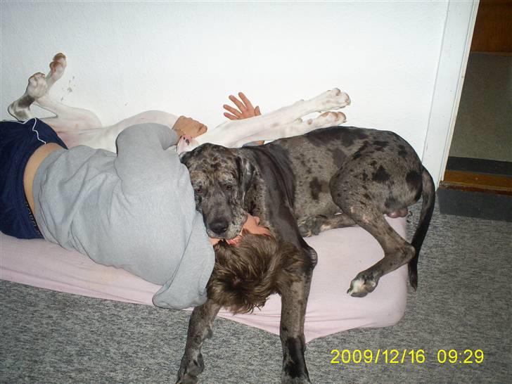 Grand danois Malthe - putter med far billede 14