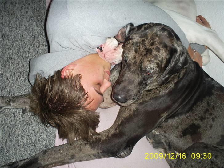 Grand danois Malthe - putte med far billede 15