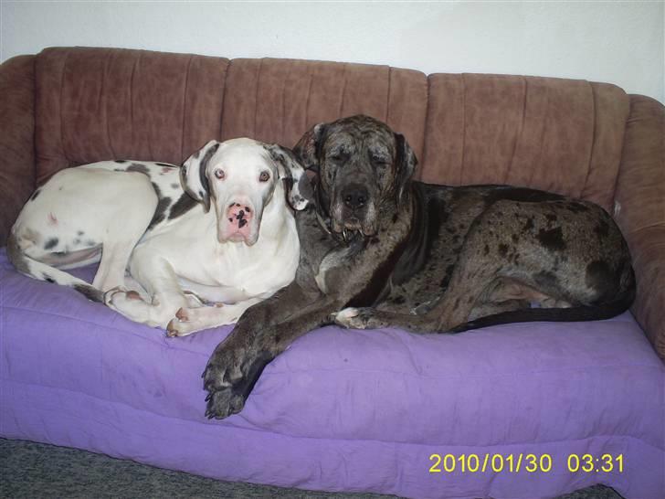 Grand danois Malthe - en gammel sofa til hundene, super hygge. billede 16