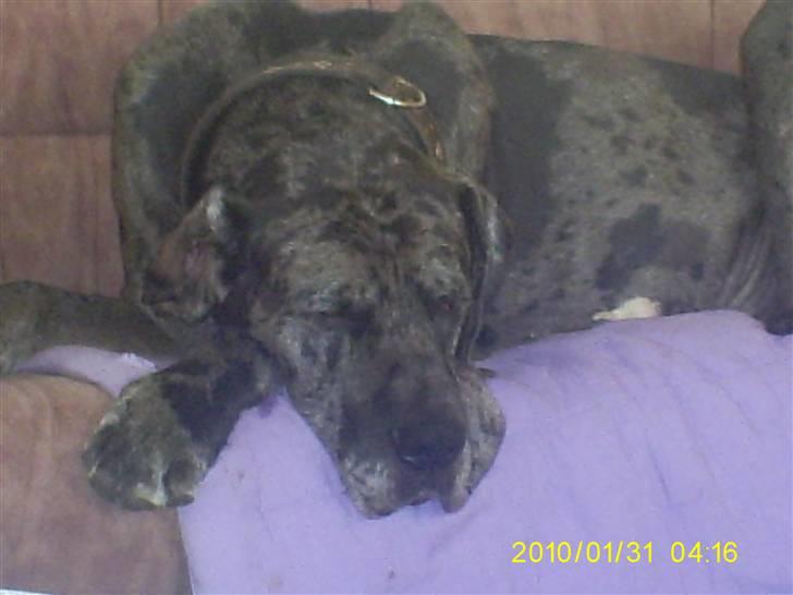 Grand danois Malthe billede 17