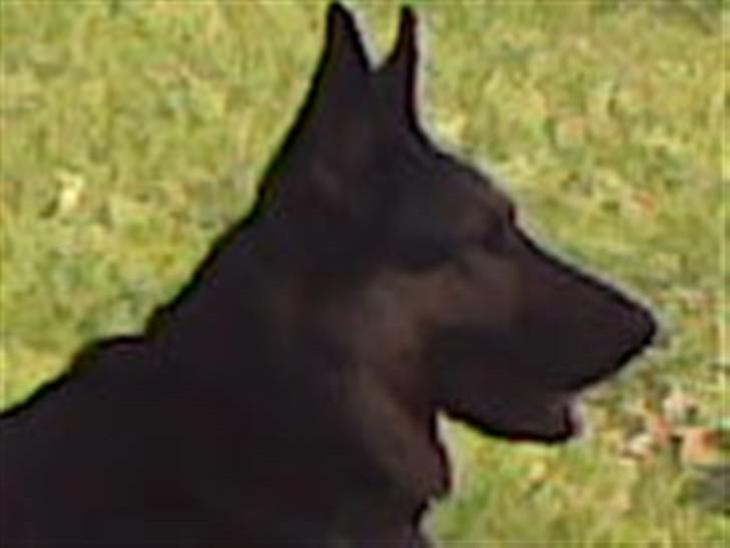 Blanding af racer Bodo *R.I.P*  billede 1