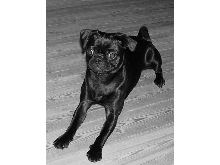 Griffon petit brabancon Molly billede 1