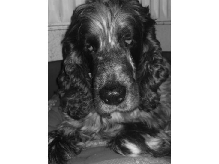 {{currentPhoto.altText}} billede {{currentPhoto.number}}