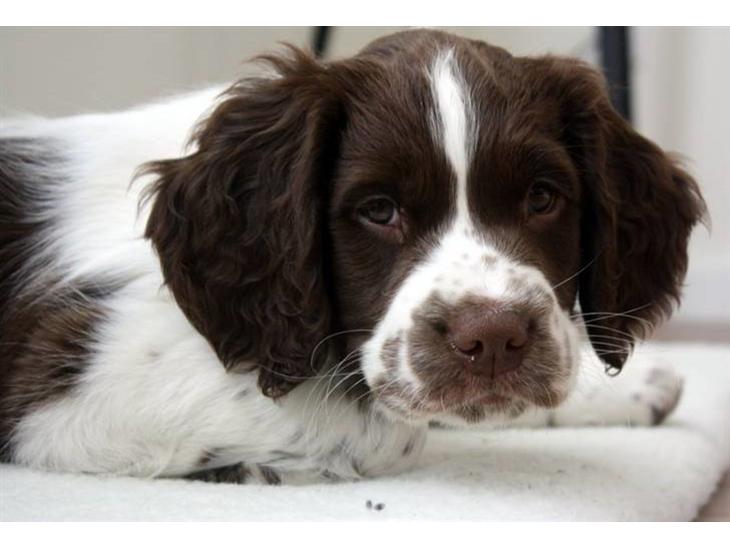 Engelsk springer spaniel Sako - Lige vågnet... ZzzZzz billede 1