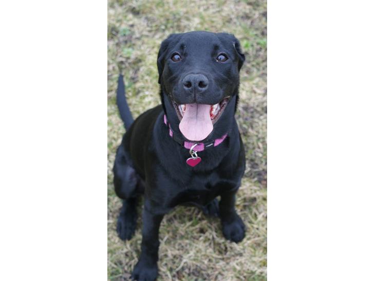 Blanding af racer Laika  billede 1