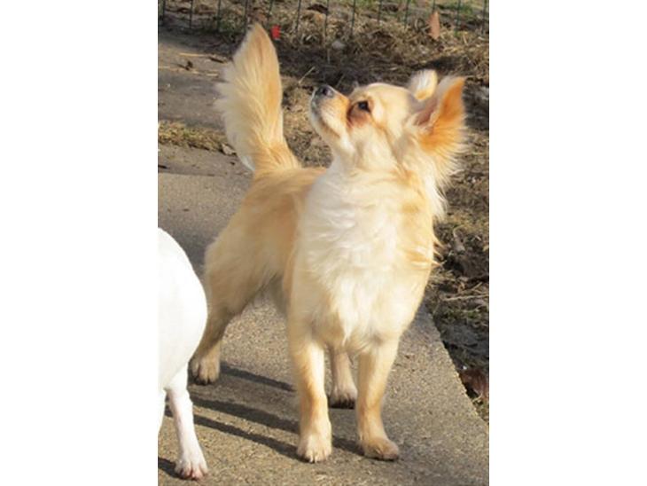 {{currentPhoto.altText}} billede {{currentPhoto.number}}