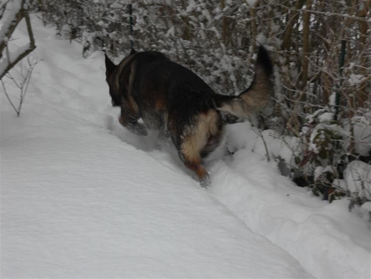 {{currentPhoto.altText}} billede {{currentPhoto.number}}