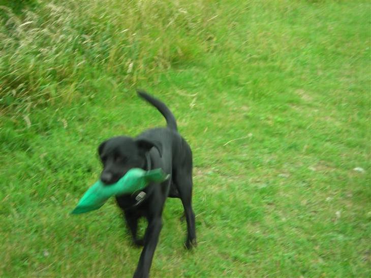 Labrador retriever Luker-boy<33-Jose billede 1