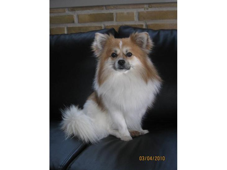 Blanding af racer Chi/Papillon Max*R.I.P* billede 1