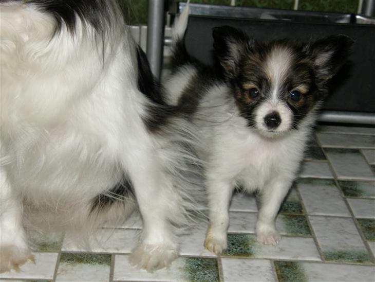 {{currentPhoto.altText}} billede {{currentPhoto.number}}