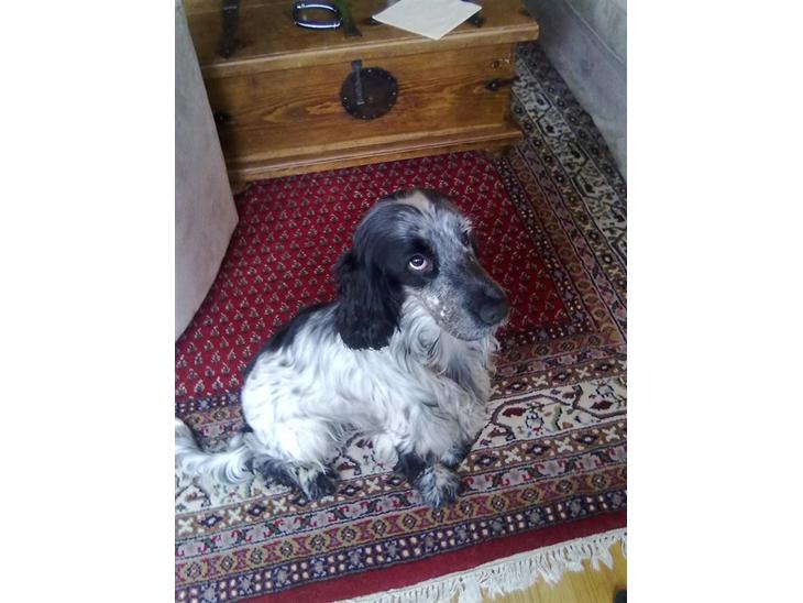 Cocker spaniel Max - jeg er da lidt fin ikke billede 1