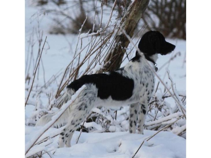 {{currentPhoto.altText}} billede {{currentPhoto.number}}