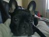 Fransk bulldog Folmer