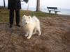Samojedhund Bailey