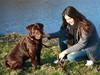 Labrador retriever Balu  | soulmate  | 