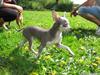 Chihuahua Luna